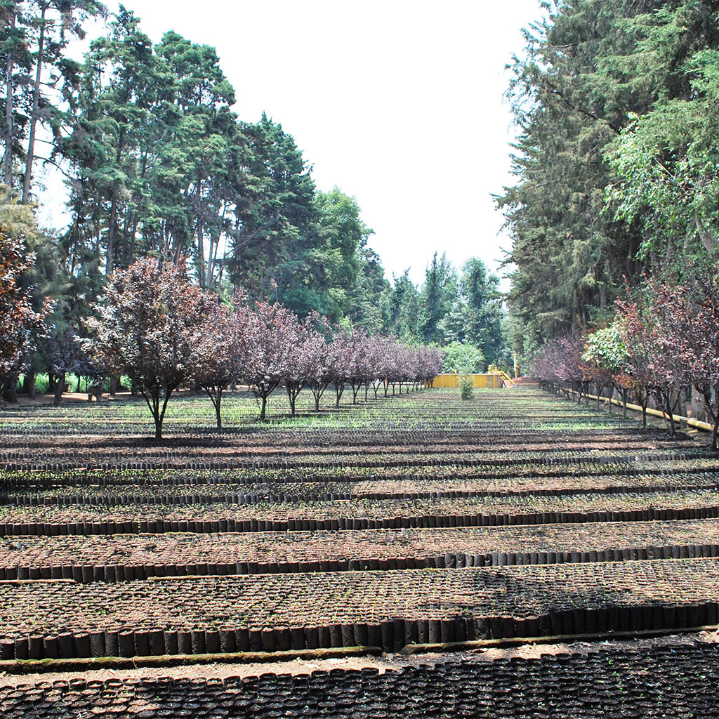 viveros-4-carrusel